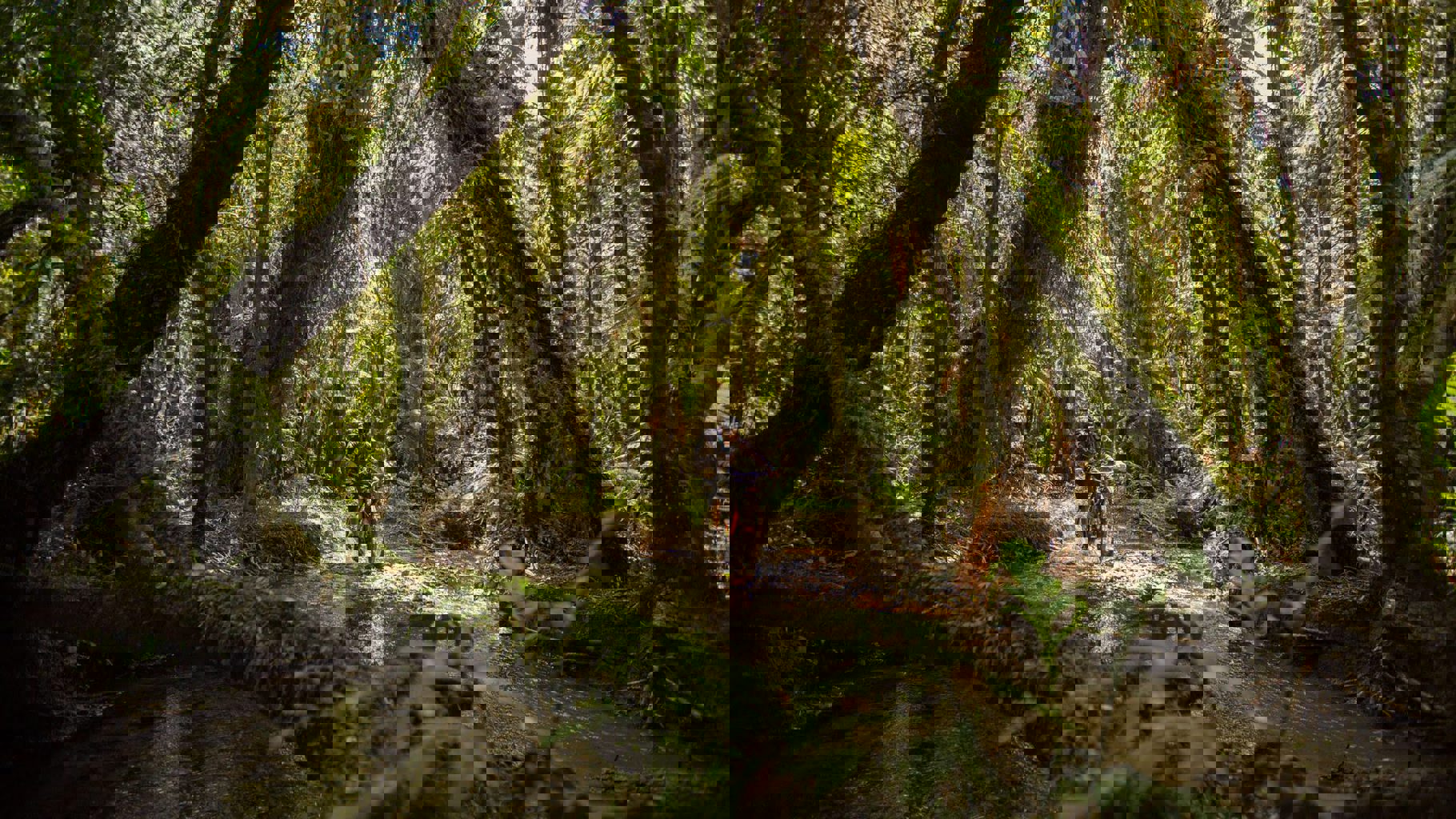 A man cycling through a stream along the 42 Traverse - Visit Ruapehu